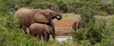 cavalngo_safari_cheval_afrique_du_sud_elephant2