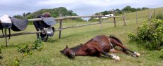 randonnee_cheval_afrique_du_sud_chevaux_cavalngo